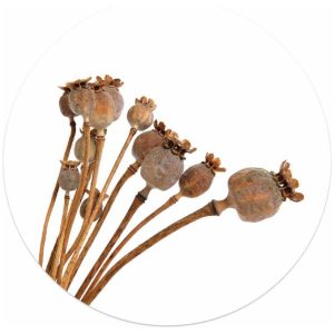 Muurcirkel foto gedroogde papaver