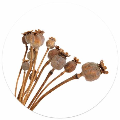 Muurcirkel foto gedroogde papaver