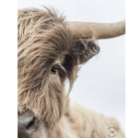 Tuinposter Cow natural Tuinposter - Cow natural