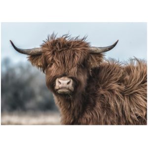 Tuinposter - Young cow