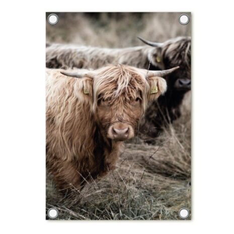 Tuinposter foto met schotse hooglander 60x80cm Zoedt Tuinposter foto met schotse hooglander 60x80cm - Zoedt