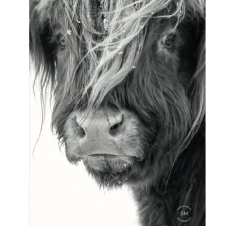 Tuinposter zwart wit koe Tuinposter - zwart-wit koe